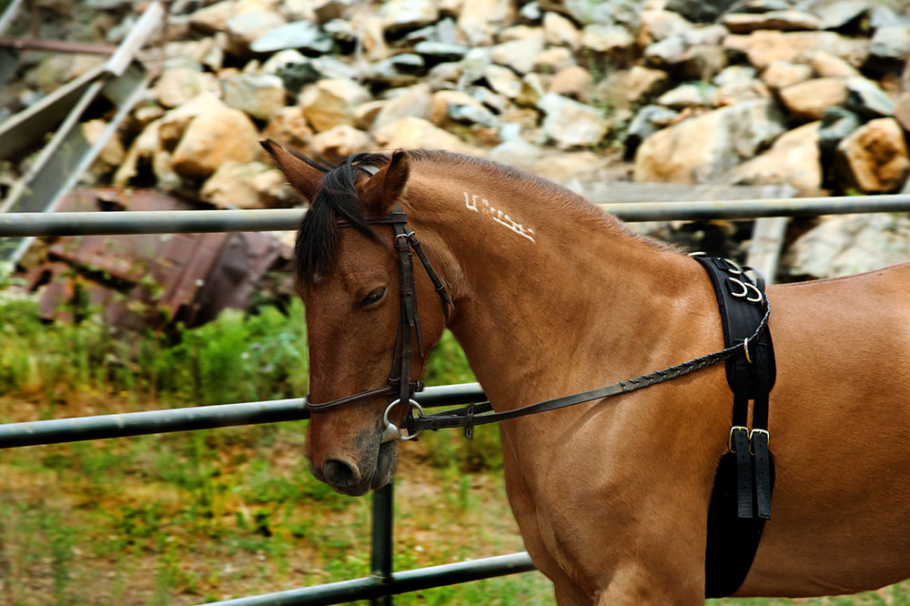 4 common aids used to train horses