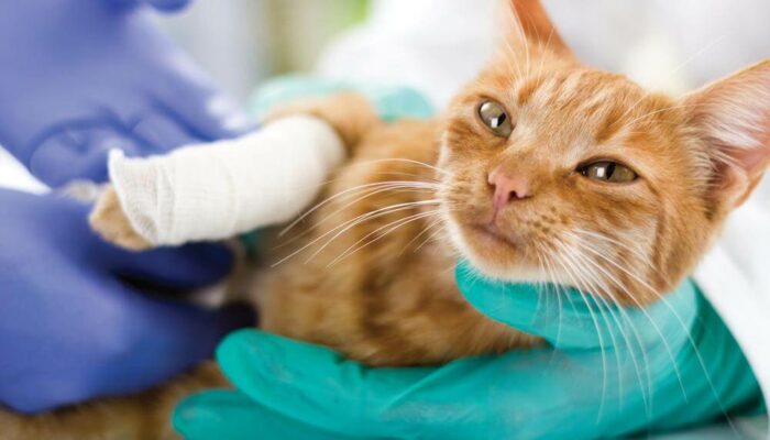 A Guide To Pet Insurance Coverage For Sterilization Services